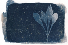 cyanotype-pirjolempea-4