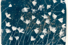 cyanotype-pirjolempea-5