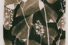 cyanotype-pirjolempea-7