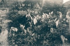 cyanotype-pirjolempea-9