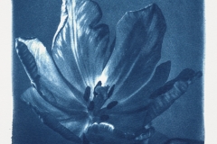 cyanotype-pirjolempea